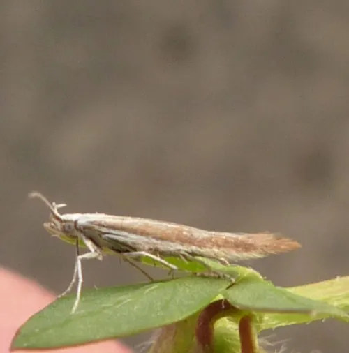 Coleophora discordella
