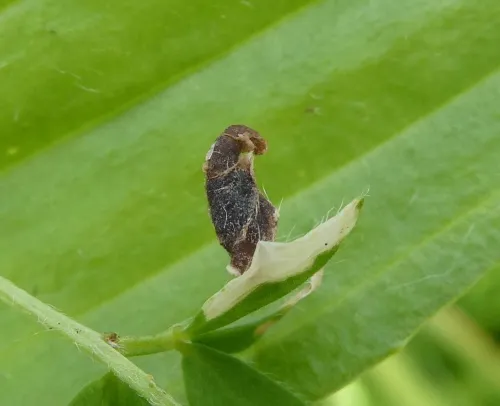 Coleophora discordella - photo 2