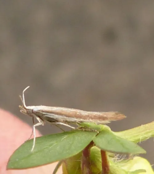 Coleophora discordella - photo 3