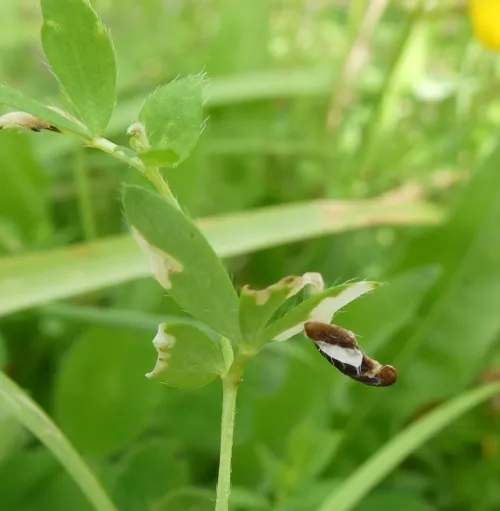 Coleophora discordella - photo 4