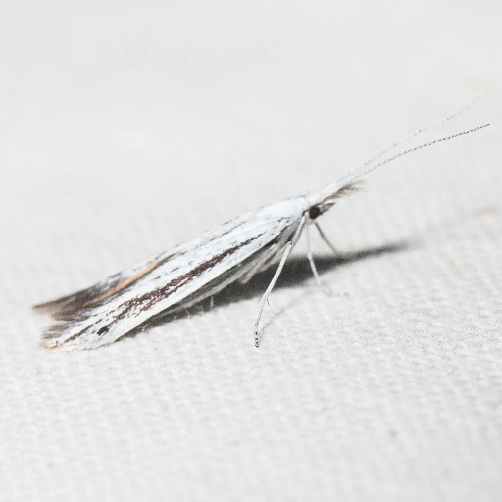 Coleophora discostriata - Hodges#1259 - photo 2