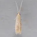 Coleophora fagicorticella - Hodges#1380