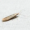 Coleophora fagicorticella - Hodges#1380 - photo 2