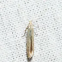 Coleophora fagicorticella - Hodges#1380 - photo 3