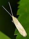 Coleophora fagicorticella - Hodges#1380 - photo 4