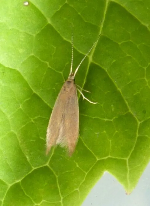 Coleophora flavipennella