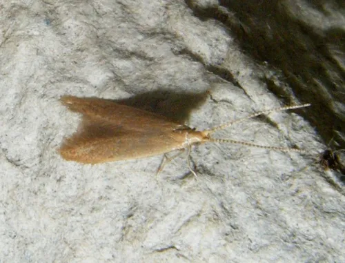 Coleophora flavipennella - photo 3