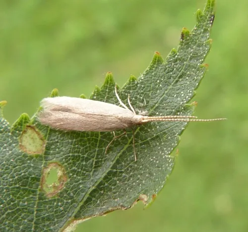 Coleophora flavipennella - photo 4