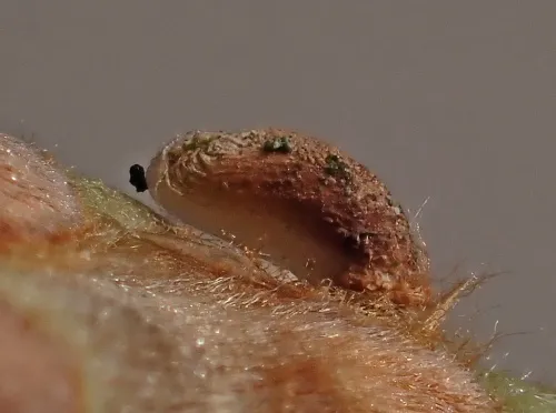 Coleophora flavipennella - photo 6