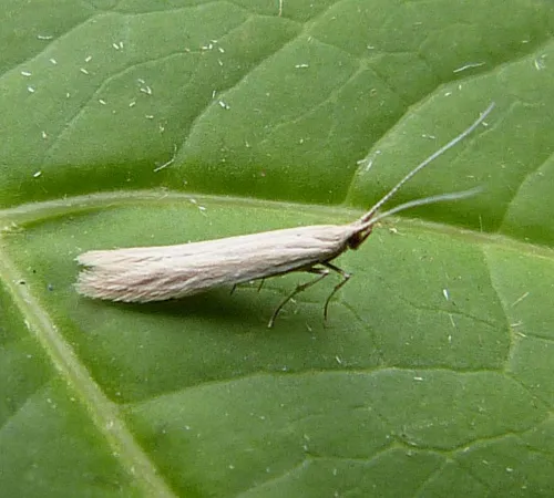 Coleophora glaucicolella