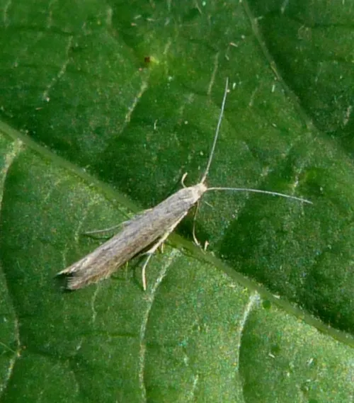 Coleophora glaucicolella - photo 2