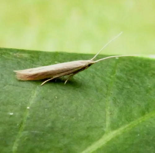 Coleophora glaucicolella - photo 3