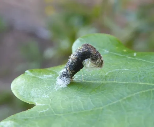 Coleophora ibipennella