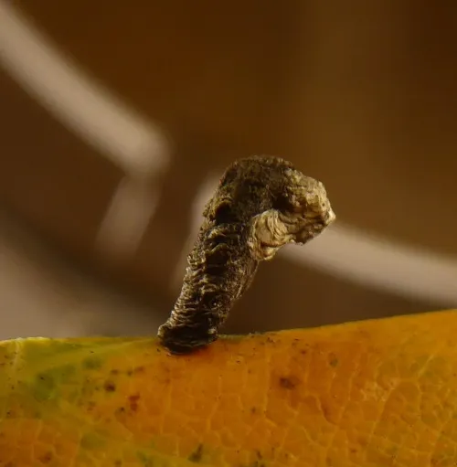 Coleophora ibipennella - photo 3