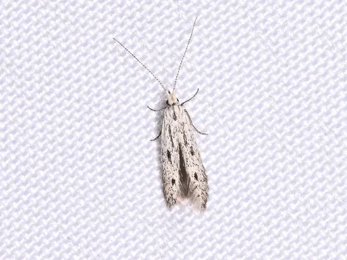Coleophora irroratella - Hodges#1309