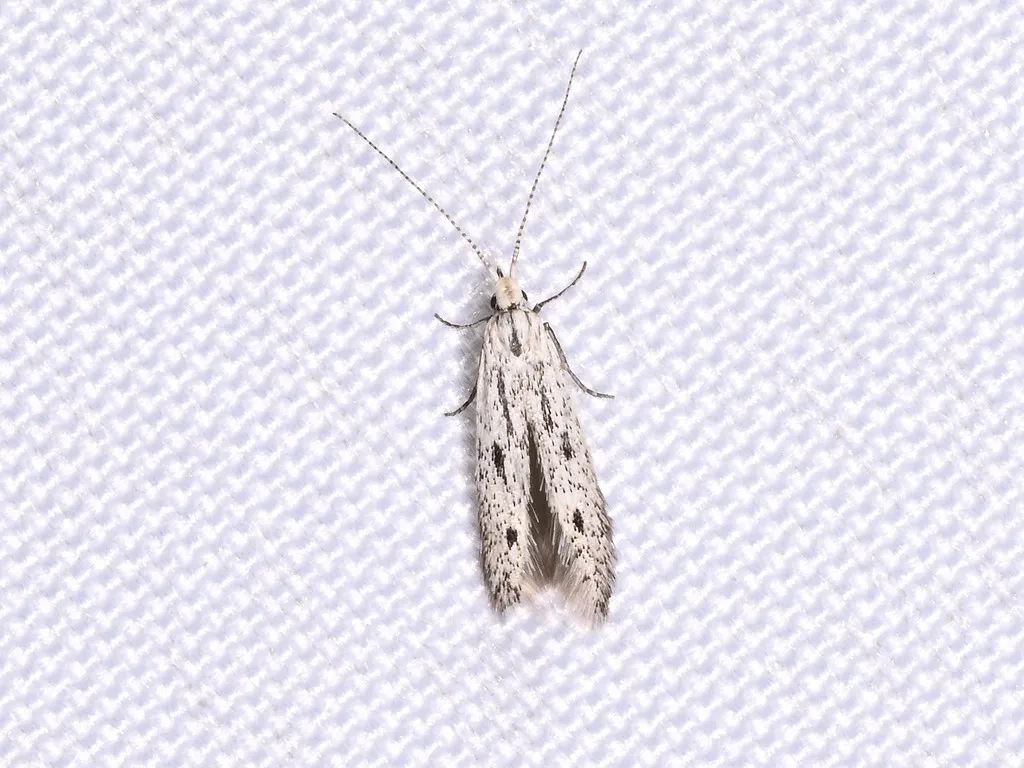 Coleophora irroratella - Hodges#1309 - photo 2