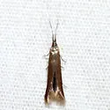 Coleophora kalmiella - Hodges#1273 - photo 2