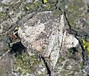 Coleophora kearfottella - Hodges#1290 - Coleophora kearfottella