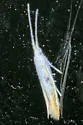 Coleophora kearfottella - Hodges#1290 - photo 2