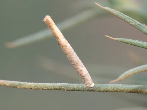 Russian Thistle Casebearer - photo 5