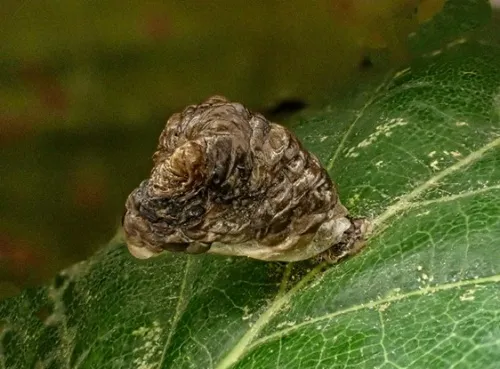 Coleophora kuehnella