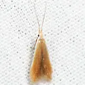 Pecan Cigar Casebearer - Hodges#1291 - photo 2