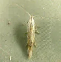 Coleophora laurentella