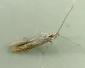 Coleophora laurentella - photo 3