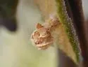 Coleophora ledi - Hodges#1286