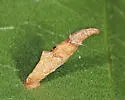 Chestnut Casebearer Moth - Hodges#1272