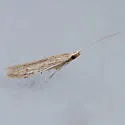 Coleophora lineapulvella - Hodges#1349