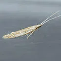 Coleophora lineapulvella - Hodges#1349 - photo 2