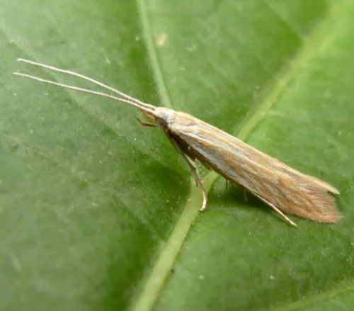 Coleophora lineolea - Coleophora lineolea