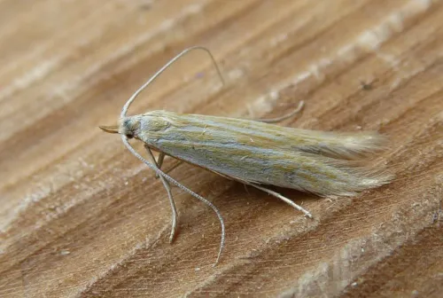 Coleophora lineolea - photo 2