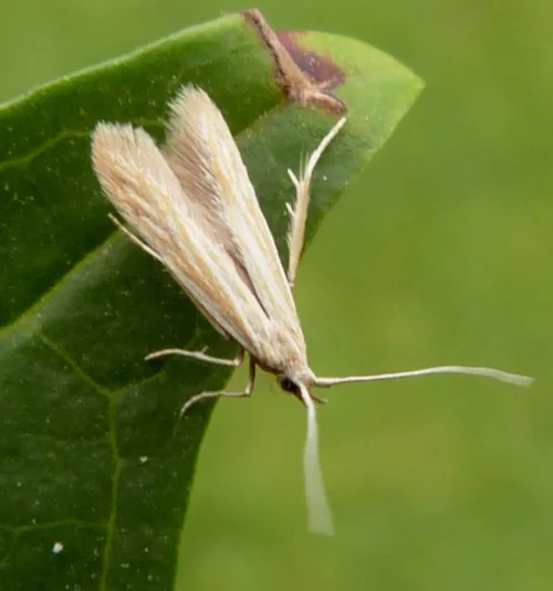 Coleophora lineolea - photo 3