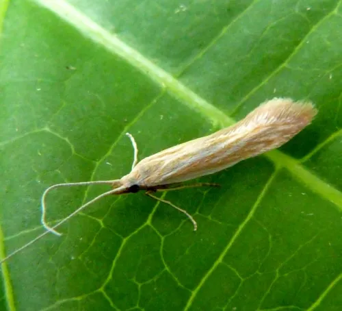 Coleophora lineolea - photo 4