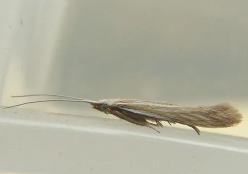 Coleophora lineolea - photo 5