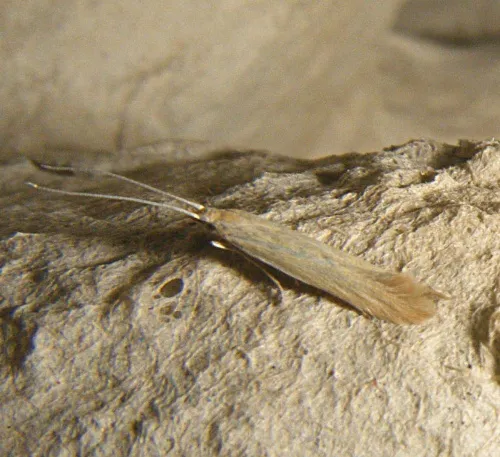 Coleophora lineolea - photo 6