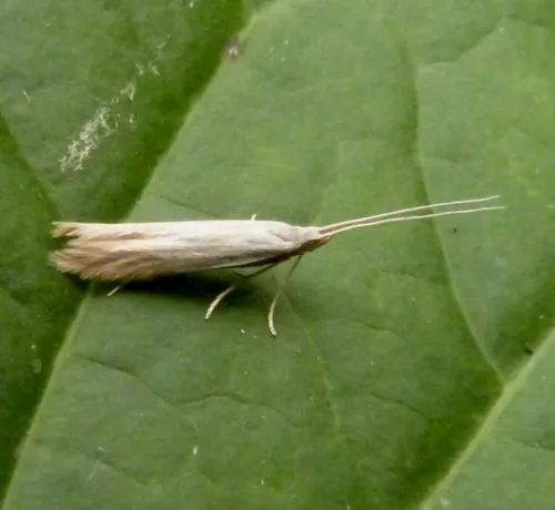 Coleophora lineolea - photo 7