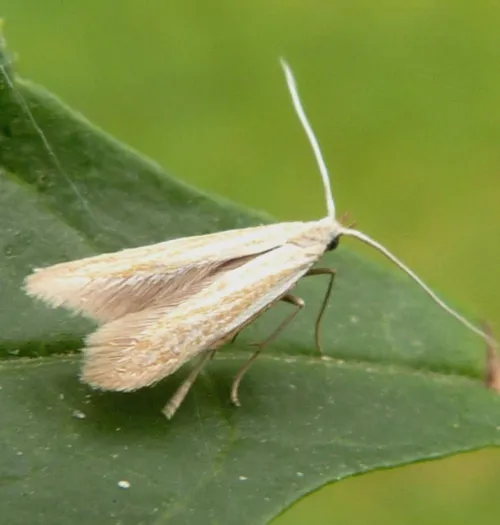 Coleophora lineolea - photo 8