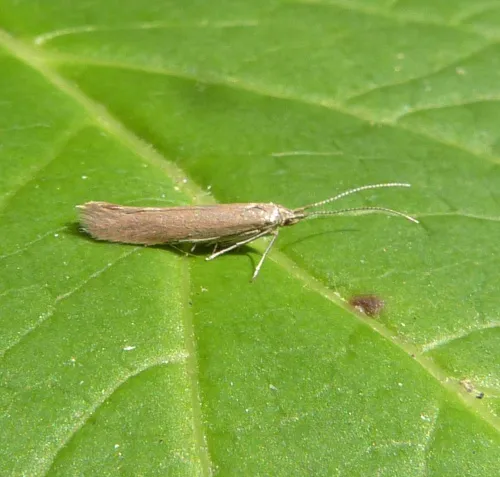 Coleophora lusciniaepennella