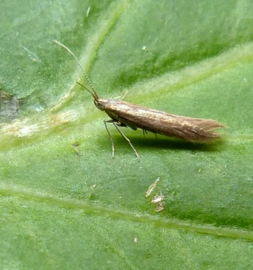 Coleophora lusciniaepennella - photo 3