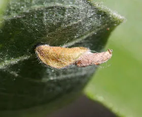 Coleophora lusciniaepennella - photo 4