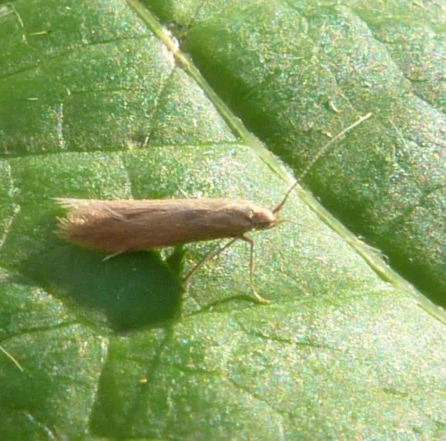 Coleophora lusciniaepennella - photo 5