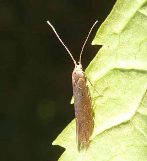 Coleophora lusciniaepennella - photo 6