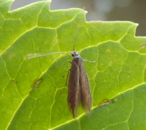 Coleophora lusciniaepennella - photo 7