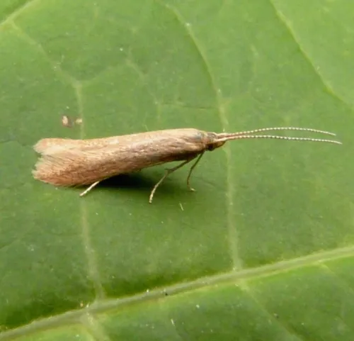 Coleophora lutipennella