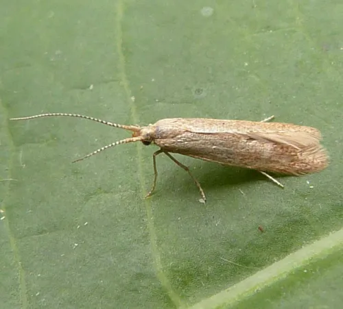 Coleophora lutipennella - photo 2