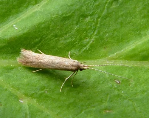Coleophora lutipennella - photo 3