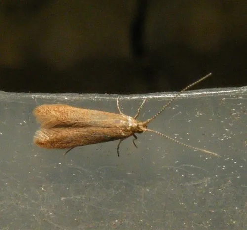 Coleophora lutipennella - photo 4